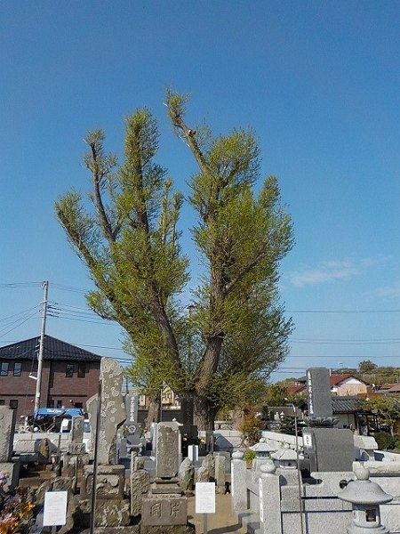 DSCN1966